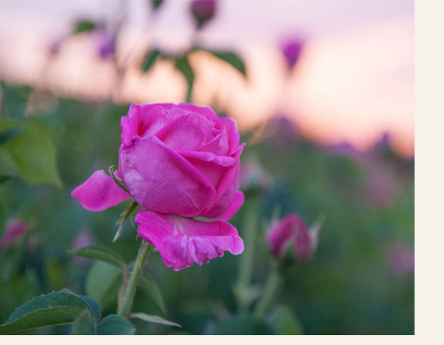 rosa damasceeena